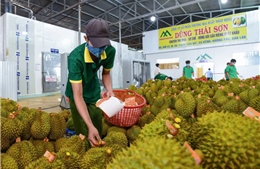 Xuất khẩu sầu riêng thông suốt trở lại sau 1 tuần gỡ vướng khâu kiểm nghiệm