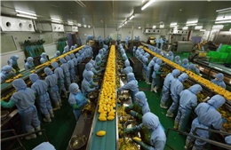 Quyết tâm xây dựng nền nông nghiệp bền vững gắn với chuyển đổi xanh, ứng dụng công nghệ số