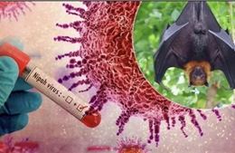 Chuyên gia: Người dân cần bình tĩnh, hiểu biết để phòng bệnh do virus Nipah 