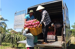 Nâng cao năng lực tuân thủ, sản xuất nông sản bền vững đáp ứng tiêu chuẩn EU