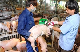 Việt Nam chủ động ngăn chặn, phòng chống khi dịch lở mồm long móng SAT1 lan rộng toàn cầu