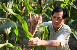 Cây trồng biến đổi gen đã có mặt ở 73 quốc gia trên thế giới