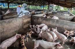 Đề xuất nhập khẩu vắc xin phòng bệnh trước nguy cơ dịch  lở mồm long móng SAT1 xâm nhập Việt Nam