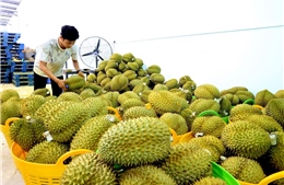 Tăng hậu kiểm, giảm thủ tục trong quản lý mã số vùng trồng
