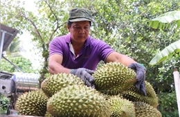 Gỡ điểm nghẽn, xây dựng chuỗi giá trị sầu riêng bền vững