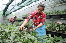 Hỗ trợ doanh nghiệp ứng dụng khoa học nâng tầm giá trị dược liệu Việt Nam