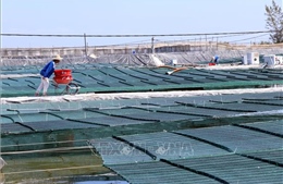Quảng Ninh sắp có khu nông nghiệp ứng dụng công nghệ cao về thủy sản