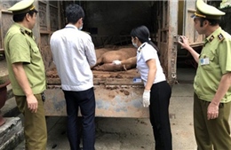 Không có tình trạng xuất lậu lợn sang Trung Quốc