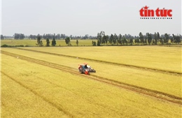 Sản xuất nông, lâm nghiệp 4 tháng đầu năm 2025 khởi sắc về sản lượng và giá trị