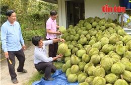 Thêm gần 1.000 mã số vùng trồng và cơ sở đóng gói sầu riêng Việt Nam được Trung Quốc phê duyệt