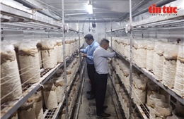 TP Hồ Chí Minh: Mô hình trồng nấm mối đen trong container đạt hiệu quả kinh tế cao