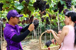 Thích thú tham quan, trải nghiệm vườn nho trĩu quả giữa lòng TP Hồ Chí Minh