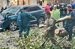 TP Hồ Chí Minh: Cây đổ hàng loạt tại do mưa lớn kèm gió giật mạnh