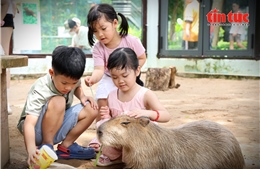 Gặp gỡ Capybara, sóc Bắc Mỹ tại ‘vườn thú thân thiện’ giữa trung tâm TP Hồ Chí Minh