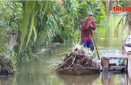 Nông dân Cần Thơ lãi cao gấp 3 lần nhờ trồng mía bán ép nước giải khát