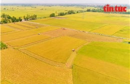 Phát triển nông nghiệp bền vững với đề án 1 triệu ha lúa chất lượng cao