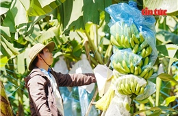 Giải pháp nào cho ngành chuối Việt Nam trước dịch bệnh nguy hiểm?