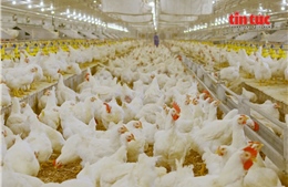 Ứng dụng khoa học công nghệ tạo đòn bẩy cho ngành chăn nuôi Việt Nam