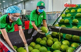 Xuất khẩu chính ngạch bưởi, chanh sang Trung Quốc theo Nghị định thư mới