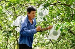 Điều kiện để bưởi, chanh Việt được xuất khẩu chính ngạch sang Trung Quốc
