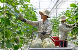 Nâng chất nông sản để chinh phục thị trường khó tính