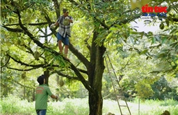 Tạo đà cho nông sản Việt - Bài 2: Nâng chất lượng sản xuất