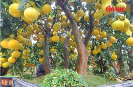 Bưởi Diễn vàng rực, sai trĩu quả 'xuống đường' phục vụ thị trường Tết