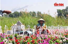 Cận Tết, nhà vườn Thới An thấp thỏm chờ hoa nở đúng vụ