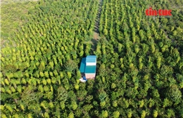 Nông lâm thủy sản xuất siêu 2,08 tỷ USD ngay tháng đầu năm 2026