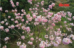 Xuất hiện 'tọa độ' check-in hoa kèn hồng mới thu hút giới trẻ TP Hồ Chí Minh