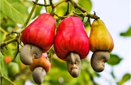 Ngành điều Việt Nam hướng tới giữ vững đà tăng trưởng sau năm kỷ lục