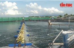 Gỡ điểm nghẽn chuỗi giá trị để thúc đẩy ngành thủy sản phát triển bền vững