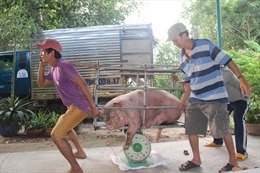 Doanh nghiệp Đan Mạch đầu tư vào dự án nuôi lợn ở Việt Nam