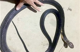 Bị cắn chết khi cố bắt sống rắn hổ mang chúa dài gần 3 mét