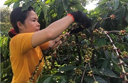 Khai mạc Ngày Cà phê Việt Nam lần thứ 2 tại thị xã Gia Nghĩa, Đắk Nông