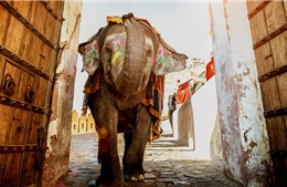 Nền kinh tế Ấn Độ là &#39;con voi&#39; bắt đầu chạy
