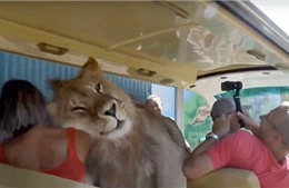 Sư tử nhảy chồm lên xe âu yếm dụi đầu liếm mặt du khách