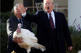 Tổng thống Trump xá tội cho gà tây dịp Lễ tạ ơn