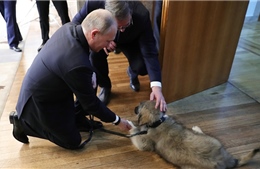 &#39;Người bạn bốn chân&#39; - Món quá ý nghĩa lãnh đạo Serbia tặng Tổng thống Nga Putin 