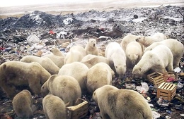 Nga ban bố tình trạng khẩn cấp vì gấu trắng Bắc Cực &#39;xâm chiếm&#39; quần đảo