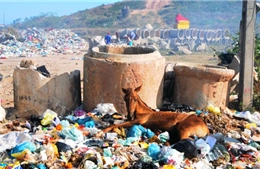 Những ý tưởng độc lạ về xử lý rác thải bê tông trên thế giới