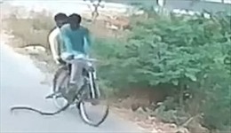 Hai người đàn ông chạy bán sống bán chết khi rắn cực độc ‘đi nhờ xe đạp’