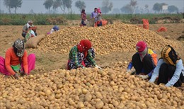 PepsiCo kiện nông dân Ấn Độ vì khoai tây