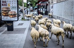 Trường học tại Pháp tuyển &#39;học sinh&#39; cừu để tránh đóng cửa