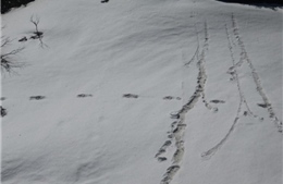 Quân đội Ấn Độ tuyên bố phát hiện dấu chân... Người tuyết