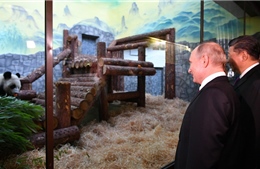 Tổng thống Putin ngắm gấu trúc cùng Chủ tịch Tập Cận Bình