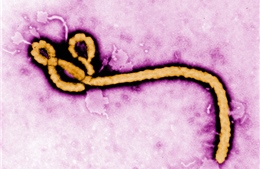 Nhật Bản &#39;nhập khẩu&#39; Ebola và các virus nguy hiểm khác