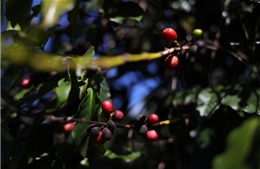 Xuất khẩu cà phê của Brazil tăng cao kỷ lục trong 10 tháng 