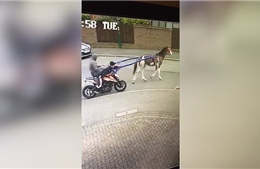 Dùng ngựa để cướp xe máy tại Anh