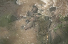 Đau lòng thảm kịch 6 chú voi chết đuối vì cố cứu đồng loại